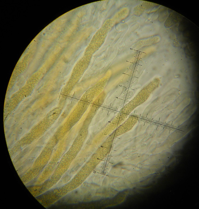 Peniophora aurantiaca? (Peniophora aurantiaca)